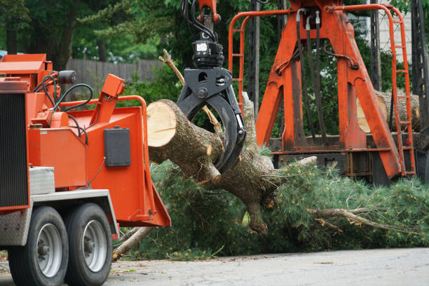 Best Affordable Tree Service  in Hamburg, NJ